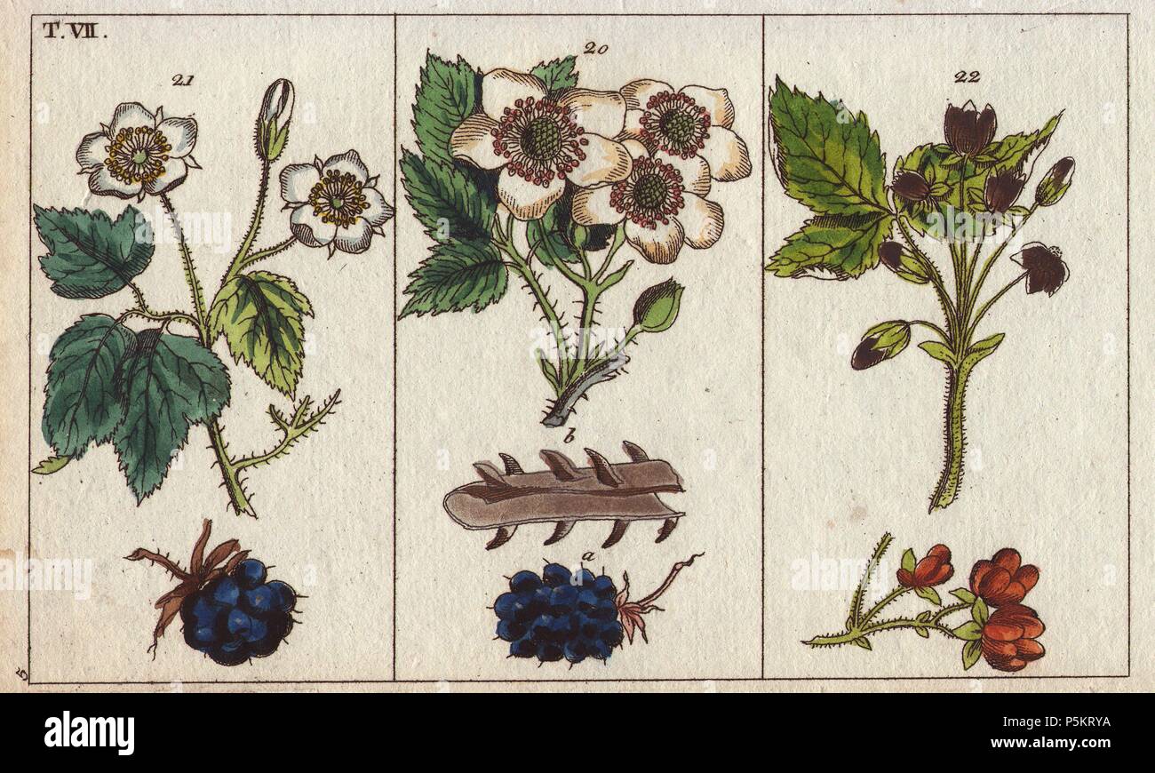 Blackberry, dewberry and stone bramble. . Rubus fruticosus, Rubus caesius, Rubus saxatilis. . Handcolored copperplate engraving from G. T. Wilhelm's 'Unterhaltungen aus der Naturgeschichte' (Encyclopedia of Natural History) 1820. Gottlieb Tobias Wilhelm (1758-1811) was a Bavarian clergyman and naturalist in Augsburg, where the first edition was published. Stock Photo