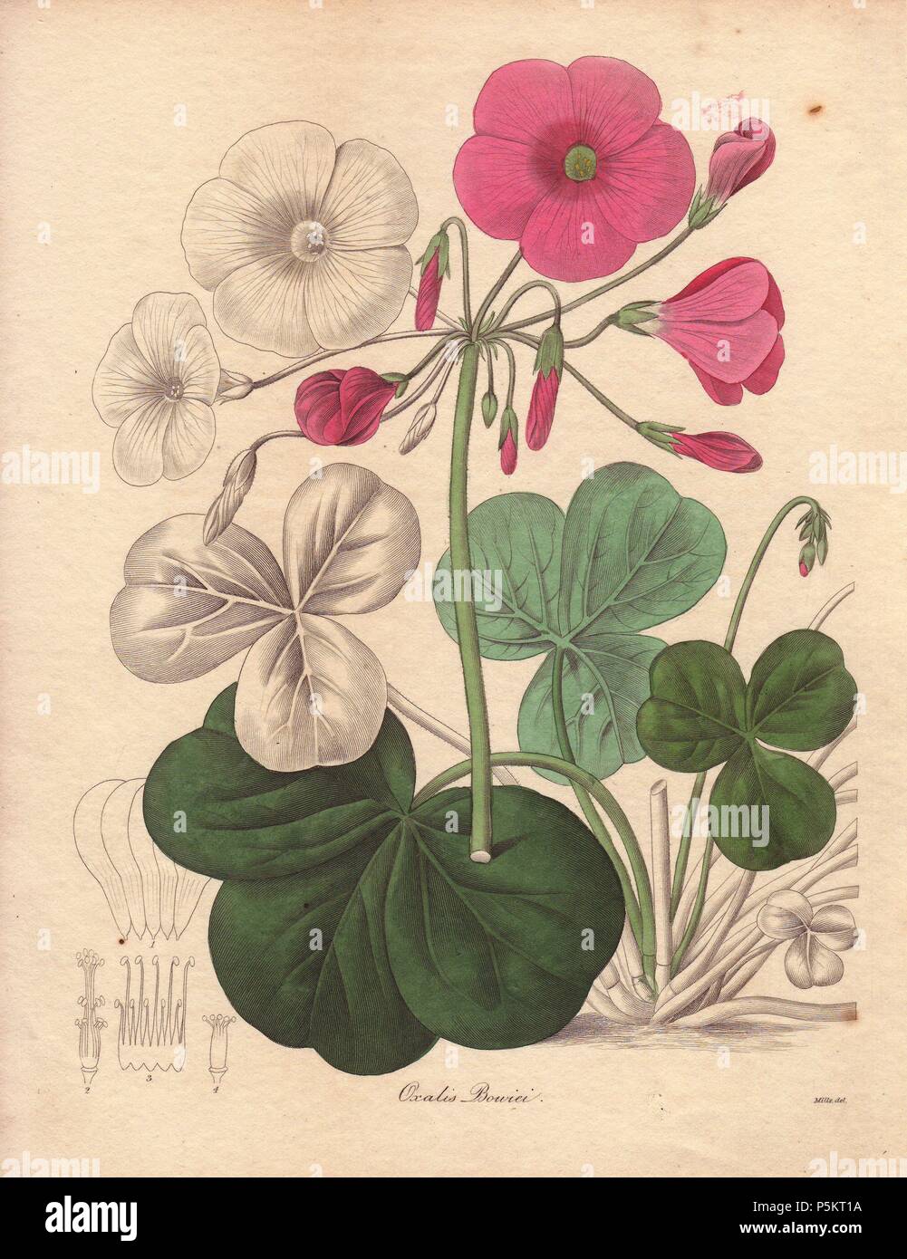 Oxalis bowiei. . Bowie's wood-sorrel or Cape shamrock is a small pink-flowered plant native to South Africa. . Miss R. Mills (active 18361842) was also the main illustrator for Knowles and Westcott’s The Floral Cabinet (1837-1842). . Benjamin Maund's The Botanist was a five-volume series that introduced 250 new plants from 1836 to 1842. The series is notable for its many female artists: the plates were drawn by Maund's daughters Sarah and Eliza, Augusta Withers, Priscilla Bury, Jane Taylor, Miss R. Mills among others. The other characteristic is partial colouring - many of the finely detailed Stock Photo