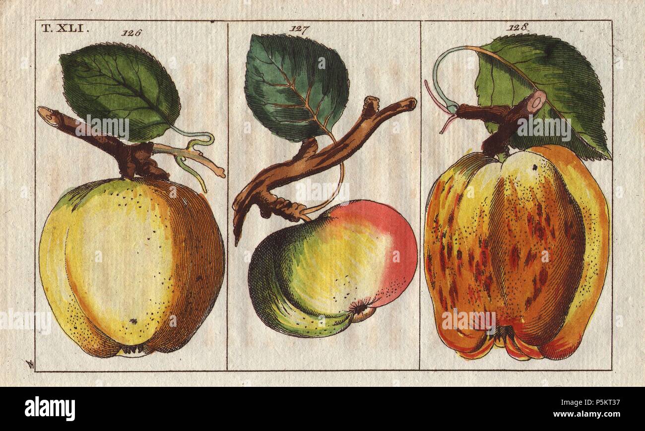 Original Antique Natural History Botanical Apples Fruit Print hotsell - Hand Colored Engraving