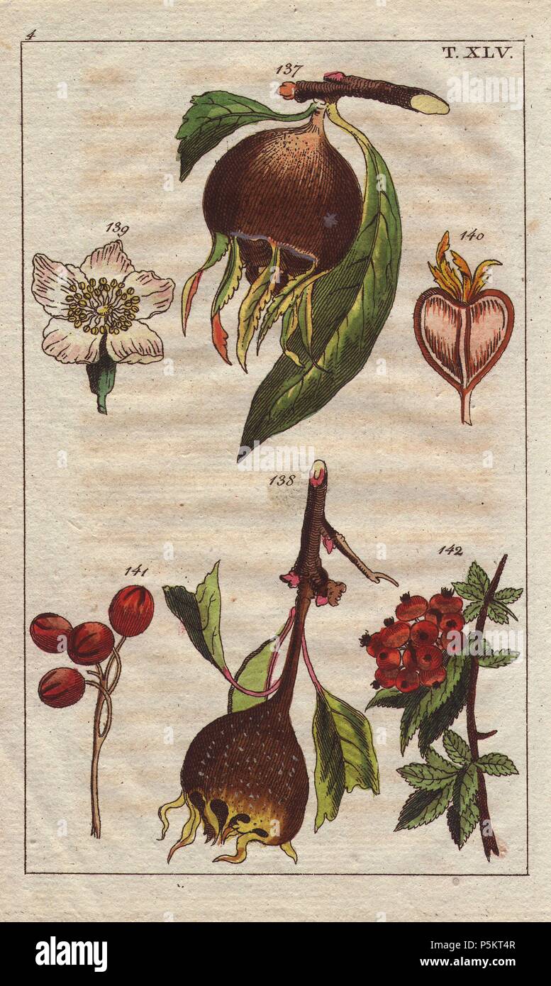 Common medlar, Mespilus germanica, fruit, flowers, tree. Handcolored copperplate engraving of a botanical illustration from G. T. Wilhelm's 'Unterhaltungen aus der Naturgeschichte' (Encyclopedia of Natural History), Vienna, 1816. Gottlieb Tobias Wilhelm (1758-1811) was a Bavarian clergyman and naturalist in Augsburg, where the first edition was published. Stock Photo