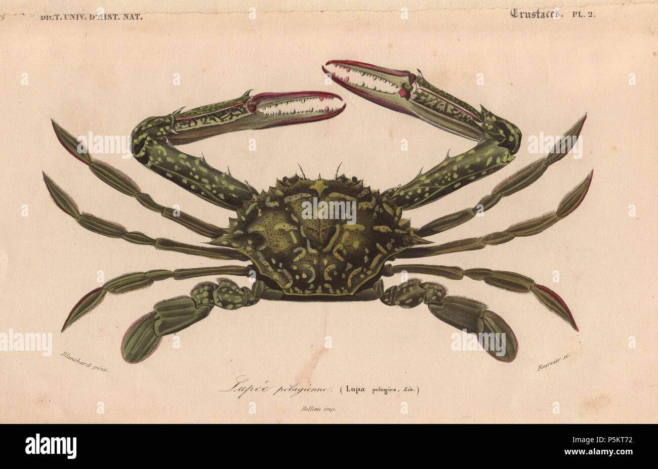 Green swimming crab (Lupa elagica).. . Handcolored engraving by Pretre from Charles d'Orbigny's 'Dictionnaire Universel d'Histoire Naturelle' (Universal Dictionary of Natural History) 1849. Charles d'Orbigny (180676) was a French naturalist. His father Charles Marie was a doctor in the French army and his elder brother Alcide was a famous naturalist and paleontologist. Charles started his studies at La Rochelle then left to study medicine in Paris. In 1834, he won an appointment in the geology department at the National Museum of Natural History. From 1837 to 1864 he headed the department of  Stock Photo