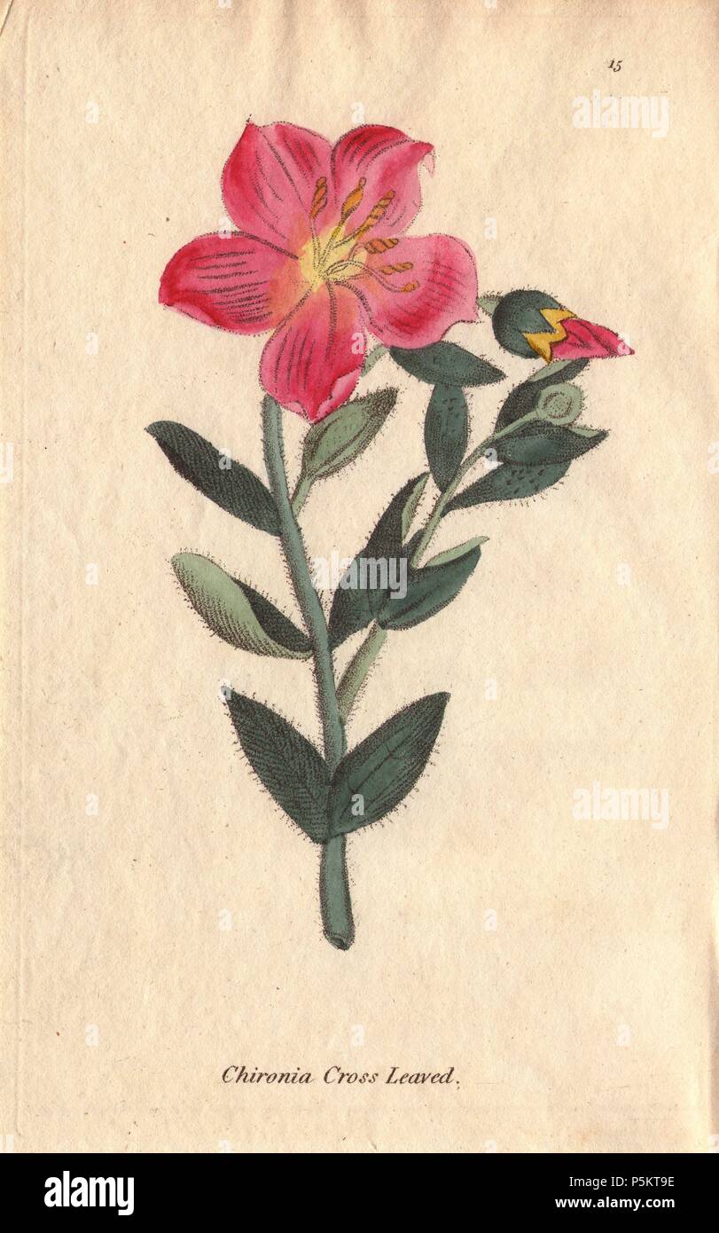 Cross-leaved chironia, Chironia decussata, with scarlet flowers and furry leaves.. Illustration by Henrietta Moriarty from 'Fifty Plates of Greenhouse Plants' (1807), a re-issue of her own 'Viridarium' (1806), with handcoloured copperplate engravings. Moriarty was a colonel's widow who turned to writing novels and illustrating botanical books to support her four children. Stock Photo