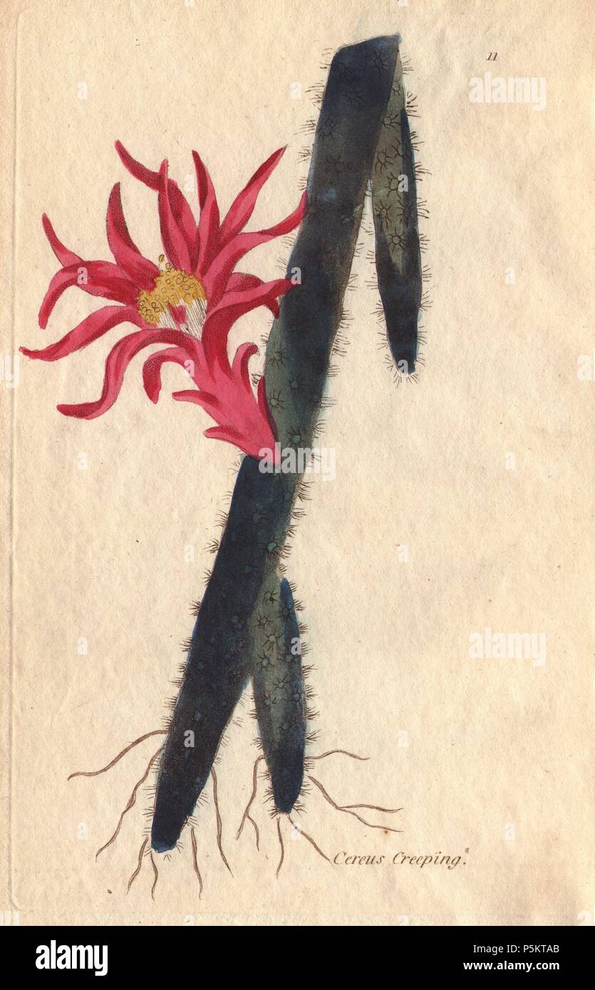 Creeping cereus, Cactus flagelliformis, with vivid crimson flower.. Illustration by Henrietta Moriarty from 'Fifty Plates of Greenhouse Plants' (1807), a re-issue of her own 'Viridarium' (1806), with handcoloured copperplate engravings. Moriarty was a colonel's widow who turned to writing novels and illustrating botanical books to support her four children. Stock Photo