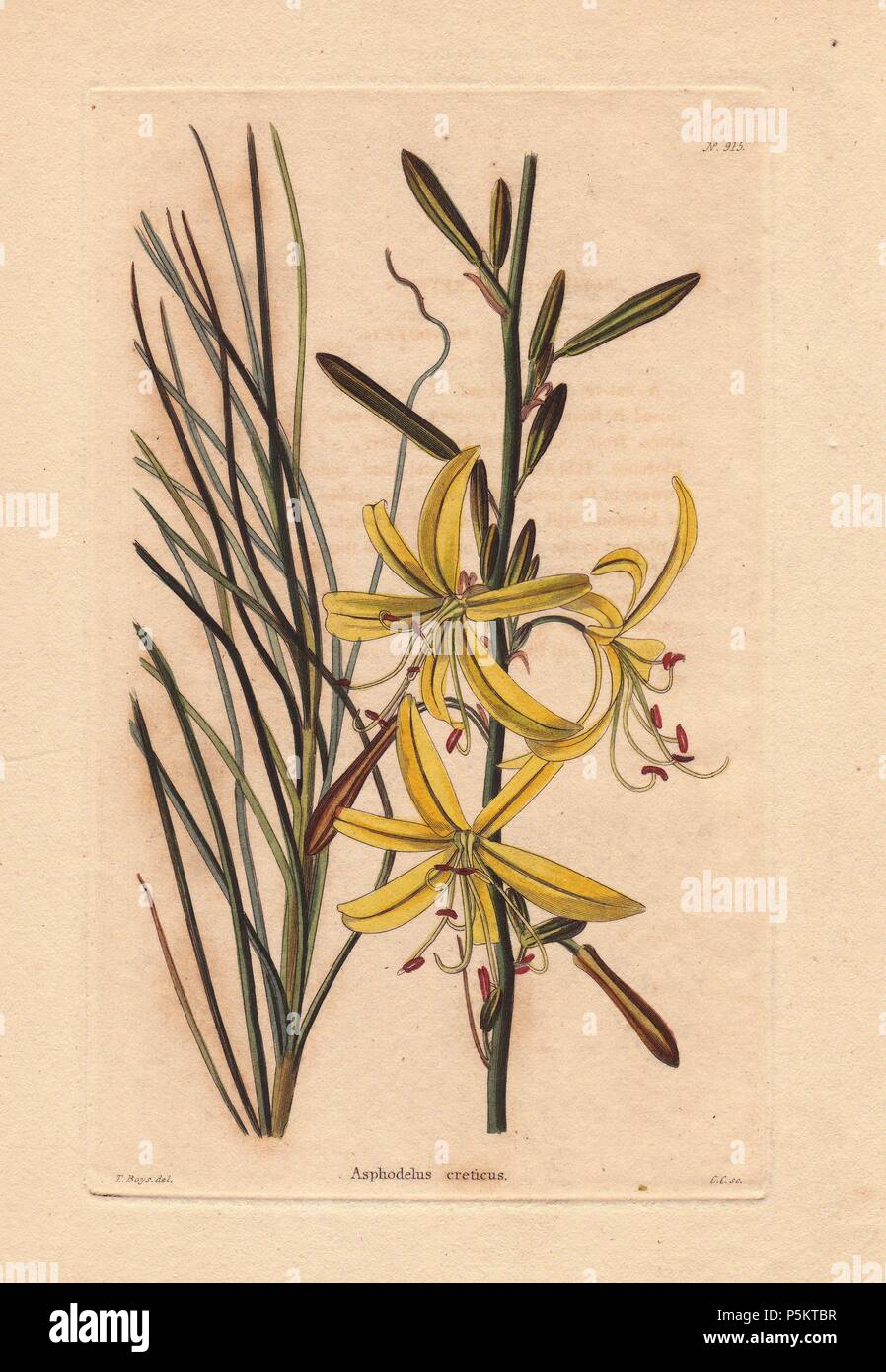 Asphodelus creticus. . Yellow asphodelus lily. Illustration by T. Boys, engraved by George Cooke.. . Conrad Loddiges and Sons published an illustrated catalogue of the nursery's plants entitled the Botanical Cabinet. The monthly magazine featured 10 hand-coloured illustrations and ran from 1817 to 1833 to total 2,000 plates. The publication introduced many exquisite camellias from China, exotic orchids and lilies from the New World, and about 100 varieties of heaths from South Africa, which were currently in vogue. (The Victorian era saw a series of manias for flowers - from roses and camellia Stock Photo
