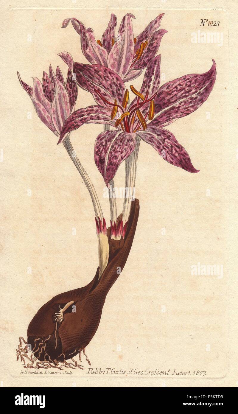 Chequer-flowered meadow saffron, with bulb and numerous purple flecked flowers.. . Colchicum variegatum. . Handcolored copperplate engraving from a botanical illustration by Sydenham Edwards from William Curtis's 'Botanical Magazine' 1790-1800. Stock Photo