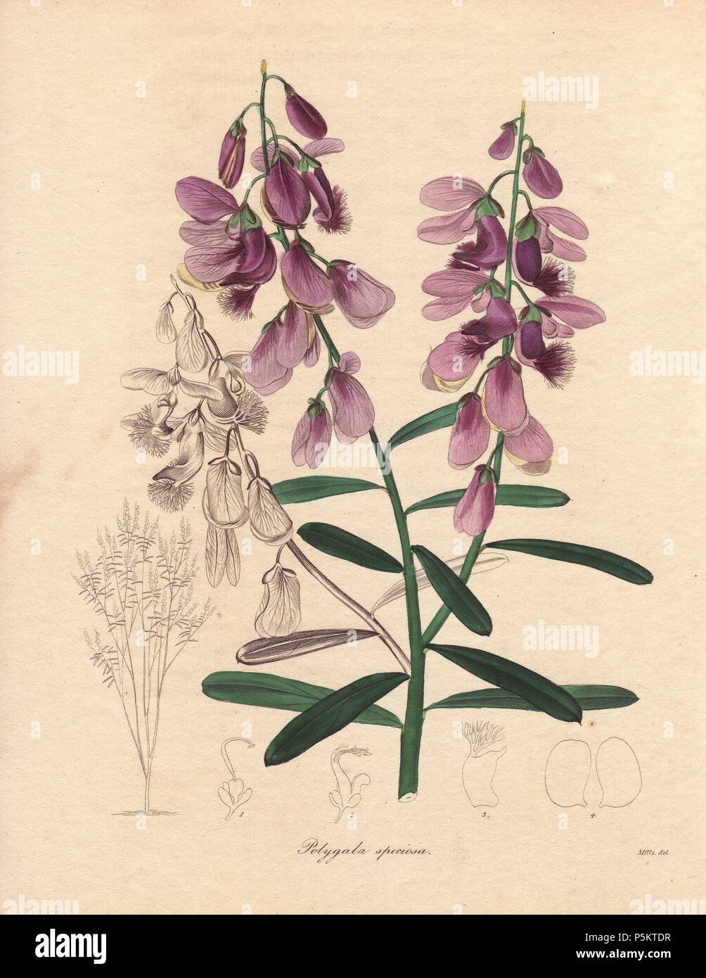 Polygala speciosa is a type of milkwort with fine pale purple flowers from the Cape of Good Hope, South Africa.. Miss R. Mills (active 18361842) was also the main illustrator for Knowles and Westcott’s The Floral Cabinet (1837-1842). . Benjamin Maund's The Botanist was a five-volume series that introduced 250 new plants from 1836 to 1842. The series is notable for its many female artists: the plates were drawn by Maund's daughters Sarah and Eliza, Augusta Withers, Priscilla Bury, Jane Taylor, Miss R. Mills among others. The other characteristic is partial colouring - many of the finely detail Stock Photo