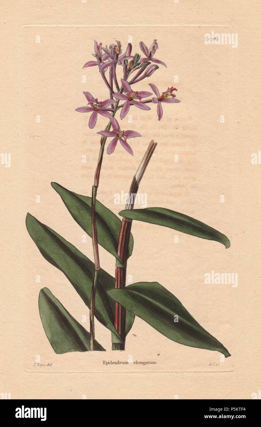 Epidendrum elongatum. Pink epidendrum orchid. Drawn by T. Boys, engraved by George Cooke.. Conrad Loddiges and Sons published an illustrated catalogue of the nursery's plants entitled the Botanical Cabinet. The monthly magazine featured 10 hand-coloured illustrations and ran from 1817 to 1833 to total 2,000 plates. The publication introduced many exquisite camellias from China, exotic orchids and lilies from the New World, and about 100 varieties of heaths from South Africa, which were currently in vogue. (The Victorian era saw a series of manias for flowers - from roses and camellias to heath Stock Photo