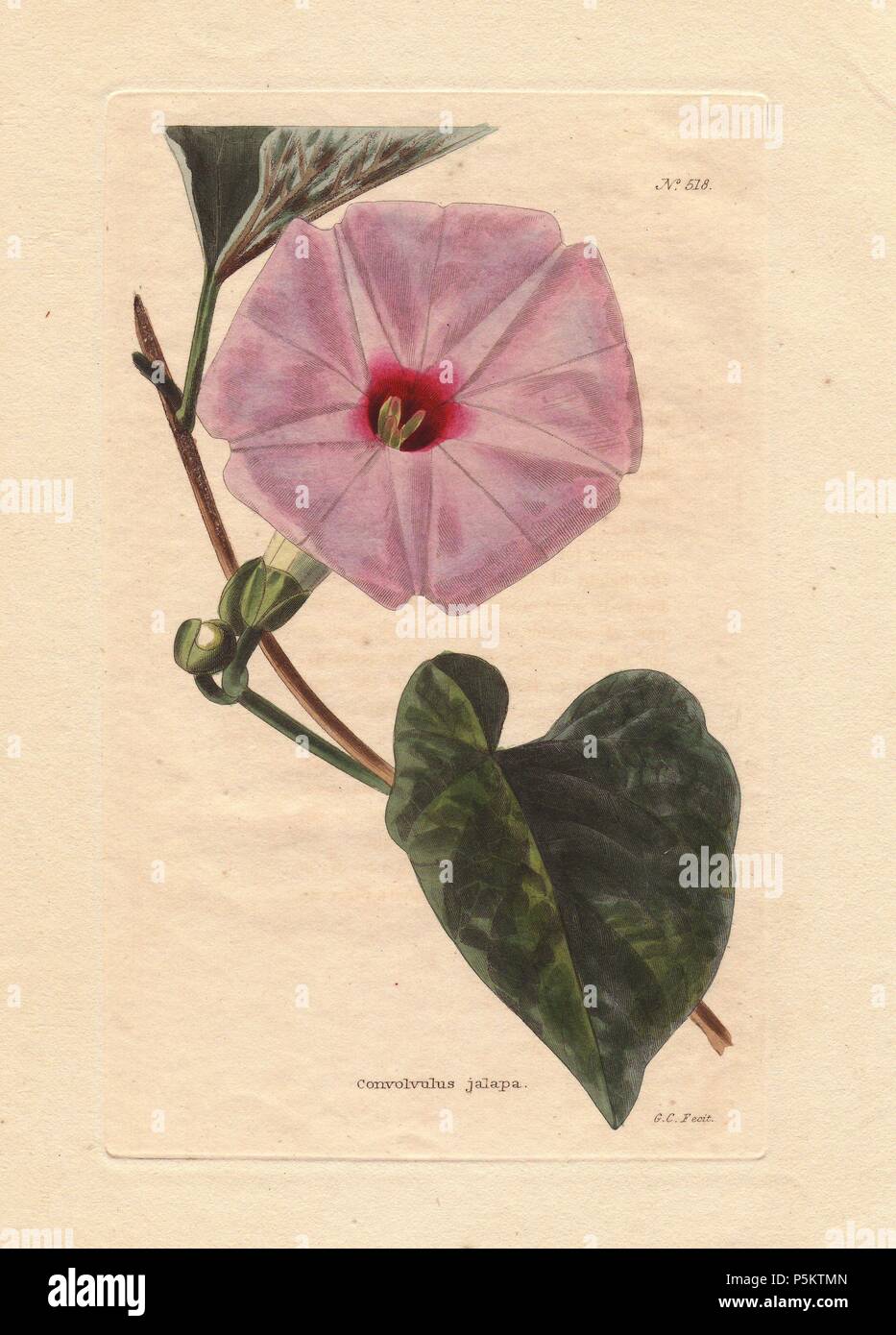 Pink jalapa bindweed.. . The Jalap is a native of South America; it was cultivated by Miller in 1768, but the root is said to have been first brought to Europe for medicinal purposes about the year 1610. Engraved by G. Cooke. . . Conrad Loddiges and Sons published an illustrated catalogue of the nursery's plants entitled the Botanical Cabinet. The monthly magazine featured 10 hand-coloured illustrations and ran from 1817 to 1833 to total 2,000 plates. The publication introduced many exquisite camellias from China, exotic orchids and lilies from the New World, and about 100 varieties of heaths  Stock Photo