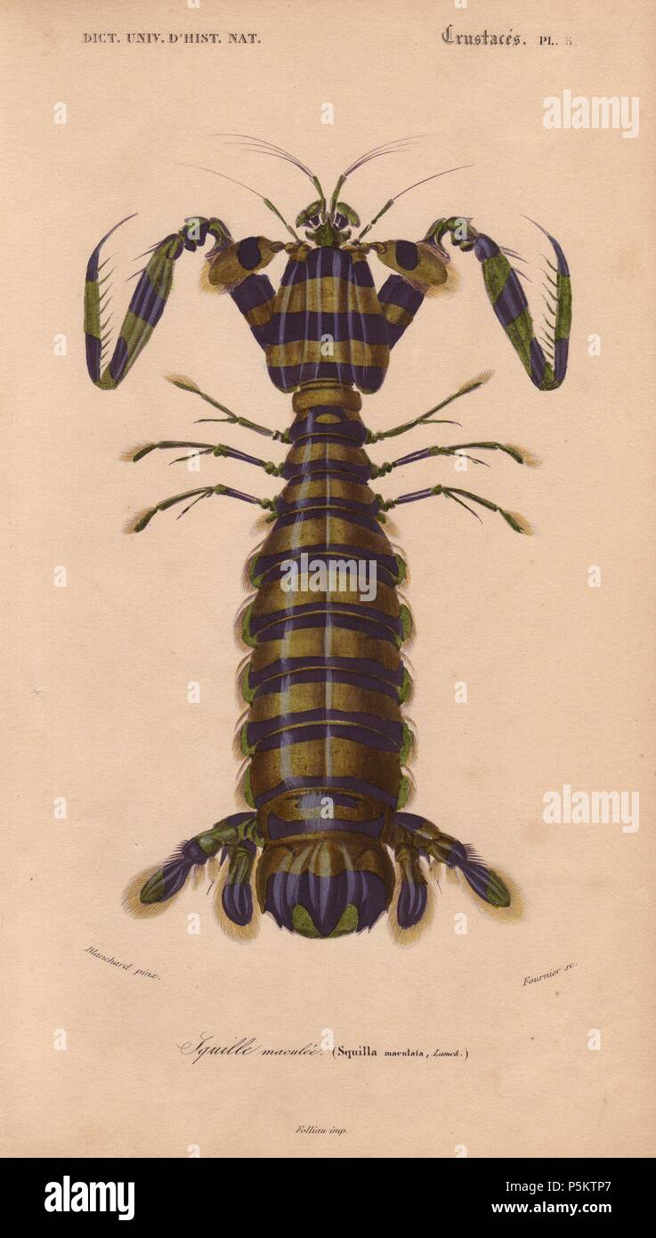 Giant mantis shrimp (Squilla maculata).. . Handcolored engraving by Pretre from Charles d'Orbigny's "Dictionnaire Universel d'Histoire Naturelle" (Universal Dictionary of Natural History) 1849. Charles d'Orbigny (1806~76) was a French naturalist. His father Charles Marie was a doctor in the French army and his elder brother Alcide was a famous naturalist and paleontologist. Charles started his studies at La Rochelle then left to study medicine in Paris. In 1834, he won an appointment in the geology department at the National Museum of Natural History. From 1837 to 1864 he headed the department Stock Photo