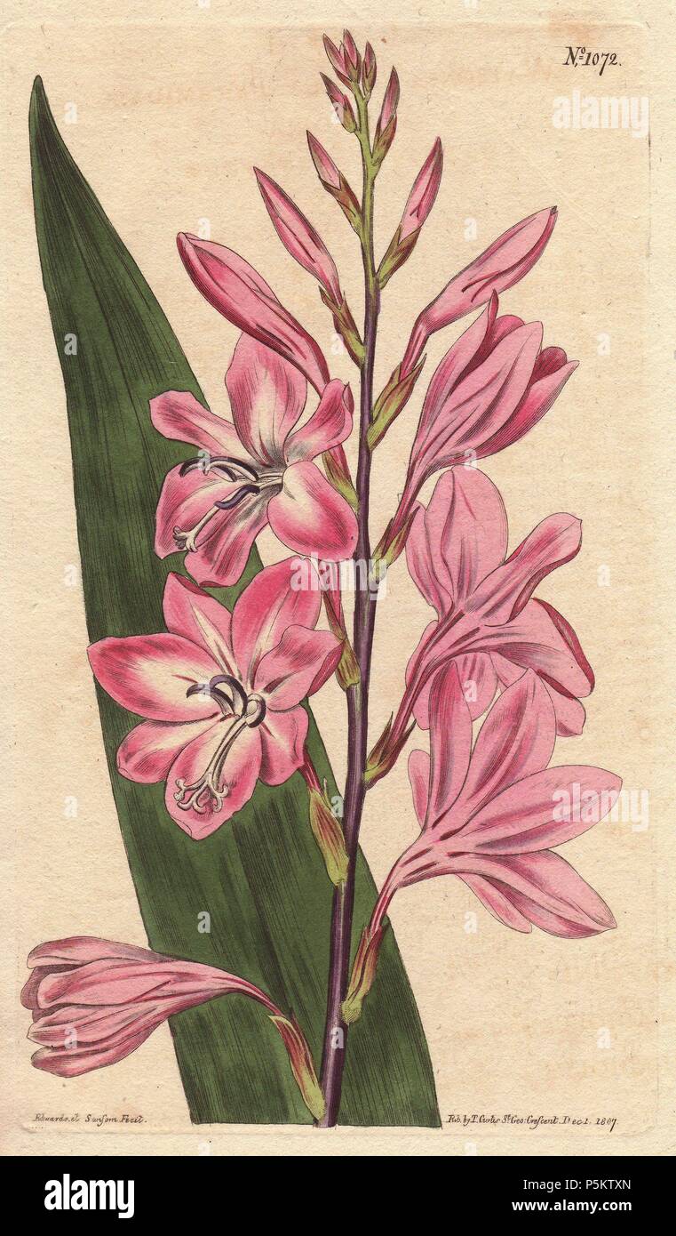 Pyramidal watsonia (dwarf gladiolus) with pink and white flowers, native to South Africa.. . Gladiolus pyramidatus (Watsonia rosea). . Handcolored copperplate engraving from a botanical illustration by Sydenham Edwards from William Curtis's 'Botanical Magazine' 1790-1800. Stock Photo