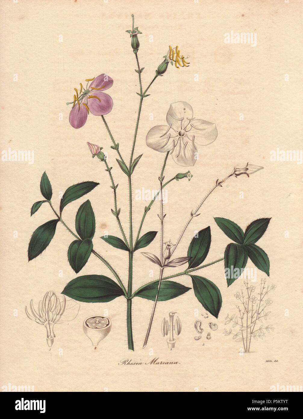 Rhexia mariana. The Maryland meadow-beauty is a native to the United States and Cuba. The pale purple flowers contrast with the orange-yellow stamens. . Miss R. Mills (active 18361842) was also the main illustrator for Knowles and Westcott’s The Floral Cabinet (1837-1842). . Benjamin Maund's The Botanist was a five-volume series that introduced 250 new plants from 1836 to 1842. The series is notable for its many female artists: the plates were drawn by Maund's daughters Sarah and Eliza, Augusta Withers, Priscilla Bury, Jane Taylor, Miss R. Mills among others. The other characteristic is parti Stock Photo