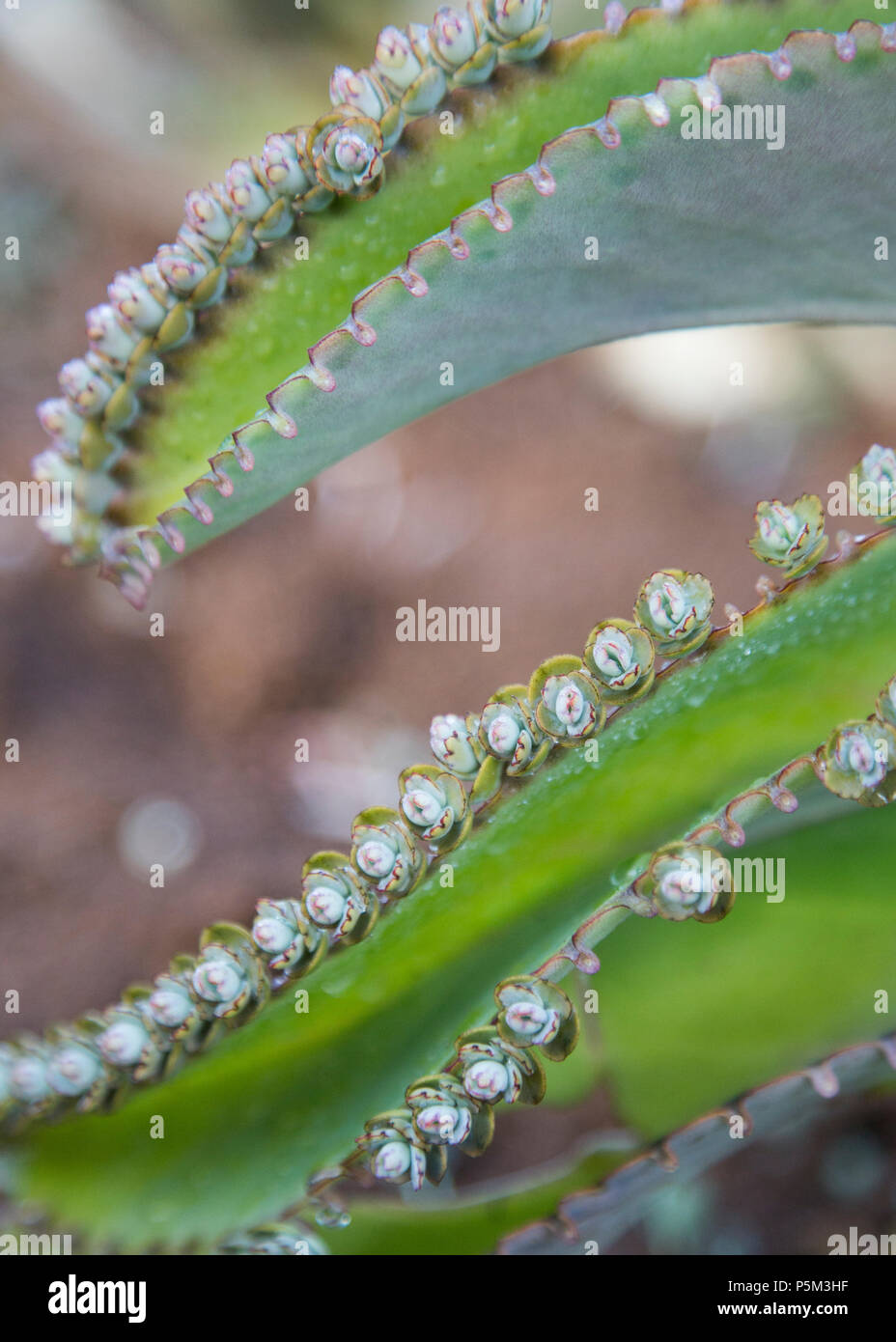 Green cactus growing in the Madagascan countryside Stock Photo