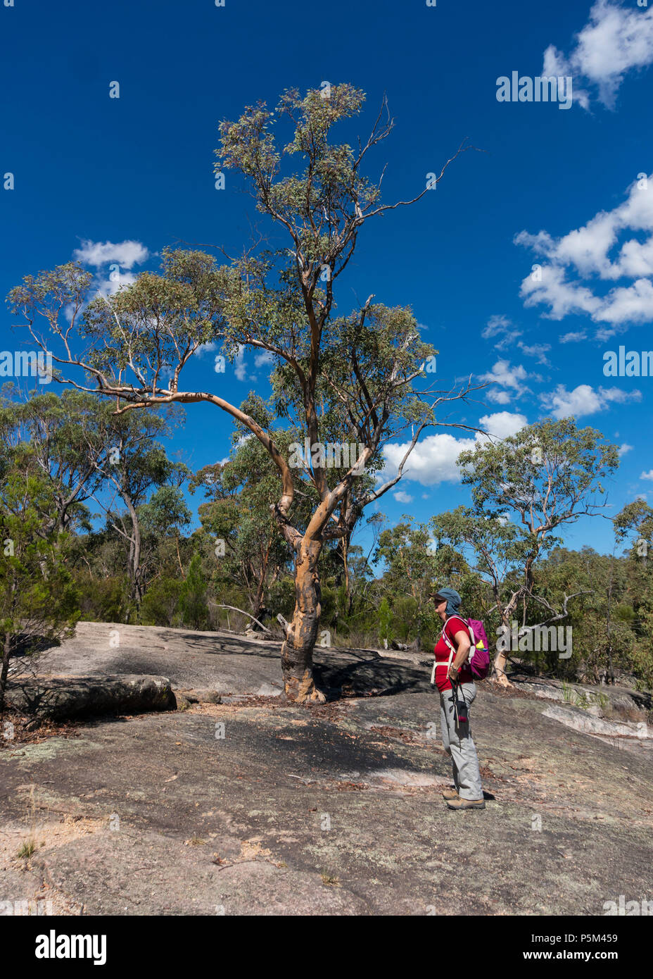 Bushwalker enjoying the outdoor life in Girrawean National Park, Queensland, Australia Stock Photo