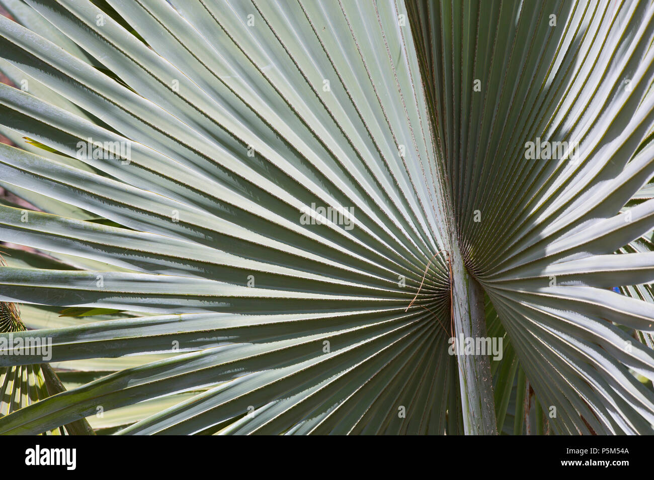 Close-up of a palm frond, Madagascar Stock Photo