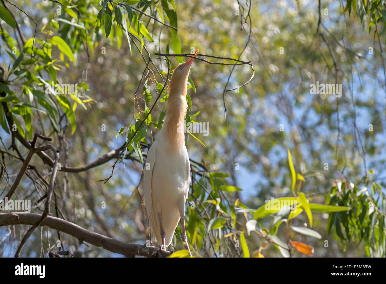 Cattle Egret (Bubulcus ibis) with a stick in it's beak. Adult plumage on the breast, back and crown turns to a buff colour during the nesting season Stock Photo