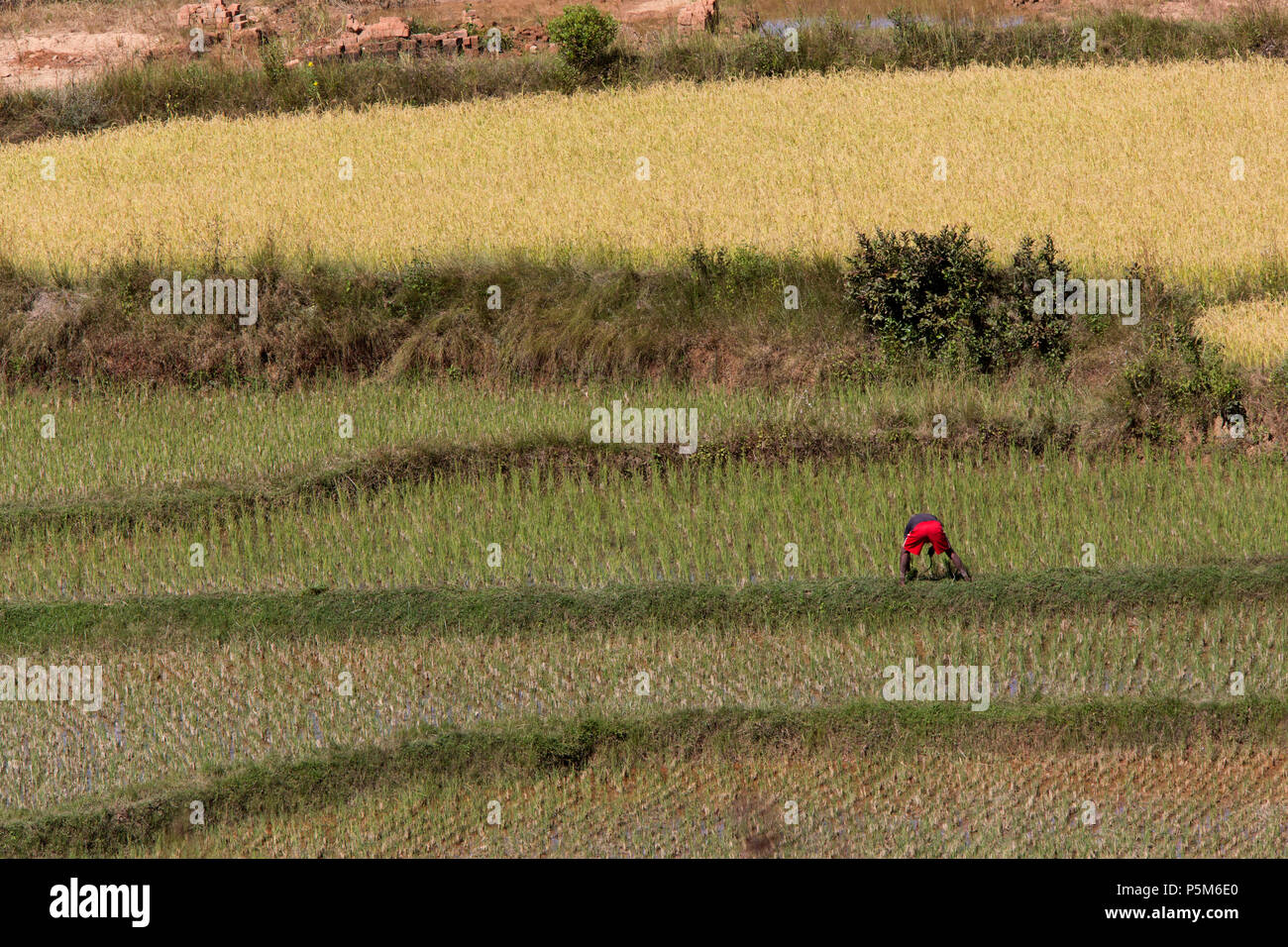 Farmer attending to his rice crop, Anbalavao, Madagascar Stock Photo