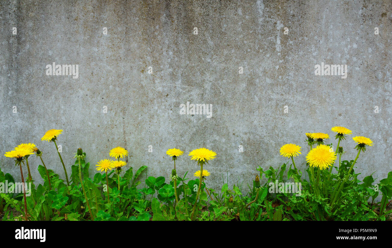 Dandelion plant growing at concrete wall - Survivor Environment Concept. Stock Photo