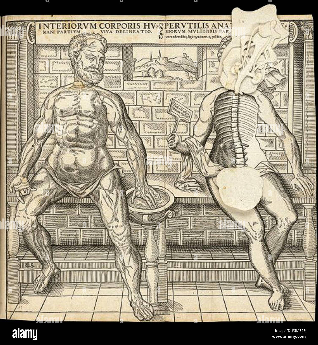 N/A. English: Anatomical Fugitive Sheet depicting the human body in various stages of dissection . circa 1538. Gyles Godet (-c1571) and possibly Thomas Geminus (-1562) after Vesalius 97 Anatomical sheet01 Stock Photo