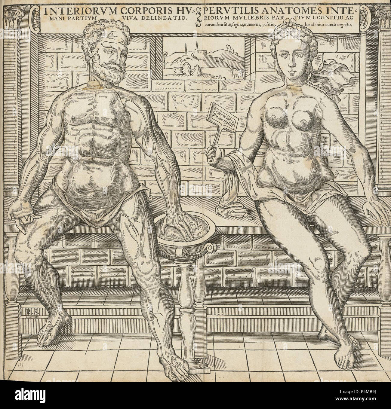 N/A. English: Anatomical Fugitive Sheet depicting the human body in various stages of dissection . circa 1538. Gyles Godet (-c1571) and possibly Thomas Geminus (-1562) after Vesalius 97 Anatomical sheet00 Stock Photo