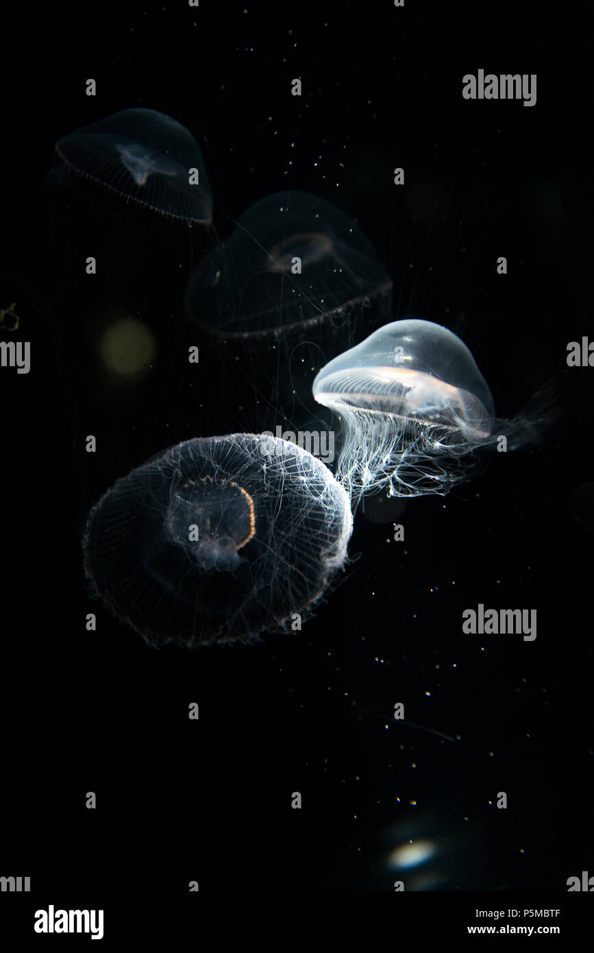 Jellyfish or Rhizostoma pulmo floating in aquarium Stock Photo