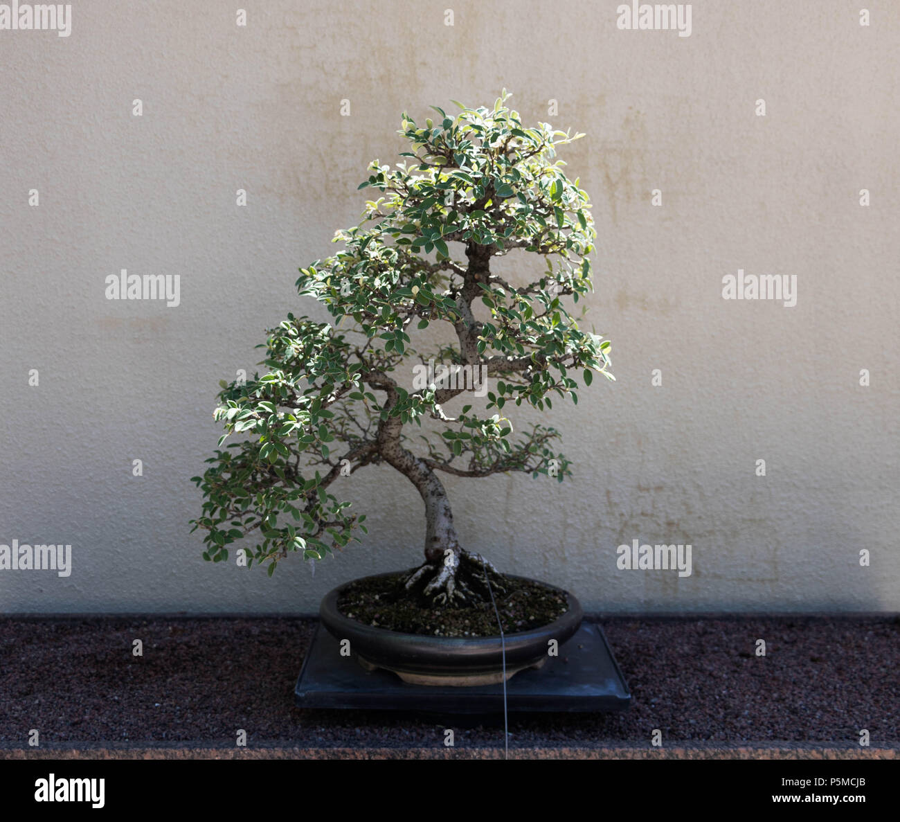 A bonsai tree in in the Montreal botanical garden, Canada Stock Photo -  Alamy