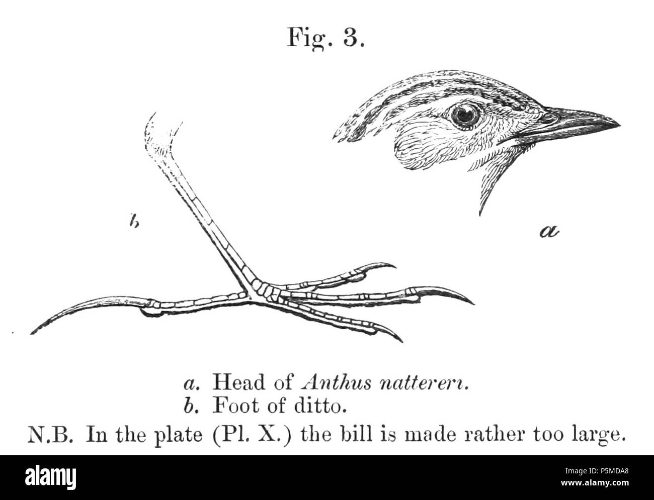 N/A.  English: « Anthus nattereri » = Anthus nattereri (Ochre-breasted Pipit) - head and foot Français: « Anthus nattereri » = Anthus nattereri (Pipit ocré) - tête et patte . 1878.   Philip Sclater  (1829–1913)      Alternative names Philip Lutley Sclater; Sclater; P. L. Sclater  Description British lawyer and zoologist  Date of birth/death 4 November 1829 27 June 1913  Location of birth/death Tangier Park in Hampshire Odiham  Authority control  : Q435725 VIAF:44414898 ISNI:0000 0001 2130 4554 LCCN:n85085981 NLA:35811272 Open Library:OL2411272A WorldCat 109 Anthus nattereri head and foot Stock Photo