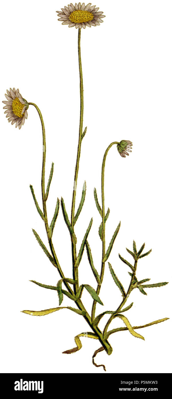 N/A. English: Plate 33, Aster tenellus (Felicia tenella) From Curtis's Botanical Magazine, Volume 1. Edited from the original, plant image has been masked so that plant could be color corrected independent of paper. 1787.   James Sowerby  (1757–1822)      Alternative names Sowerby  Description illustrator, naturalist and publisher father of James de Carle Sowerby, father of George Brettingham Sowerby I  Date of birth/death 21 March 1757 25 October 1822  Location of birth/death Lambeth, London, England Lambeth, London, England  Work location London, England  Authority control  : Q1235813 VIAF:6 Stock Photo