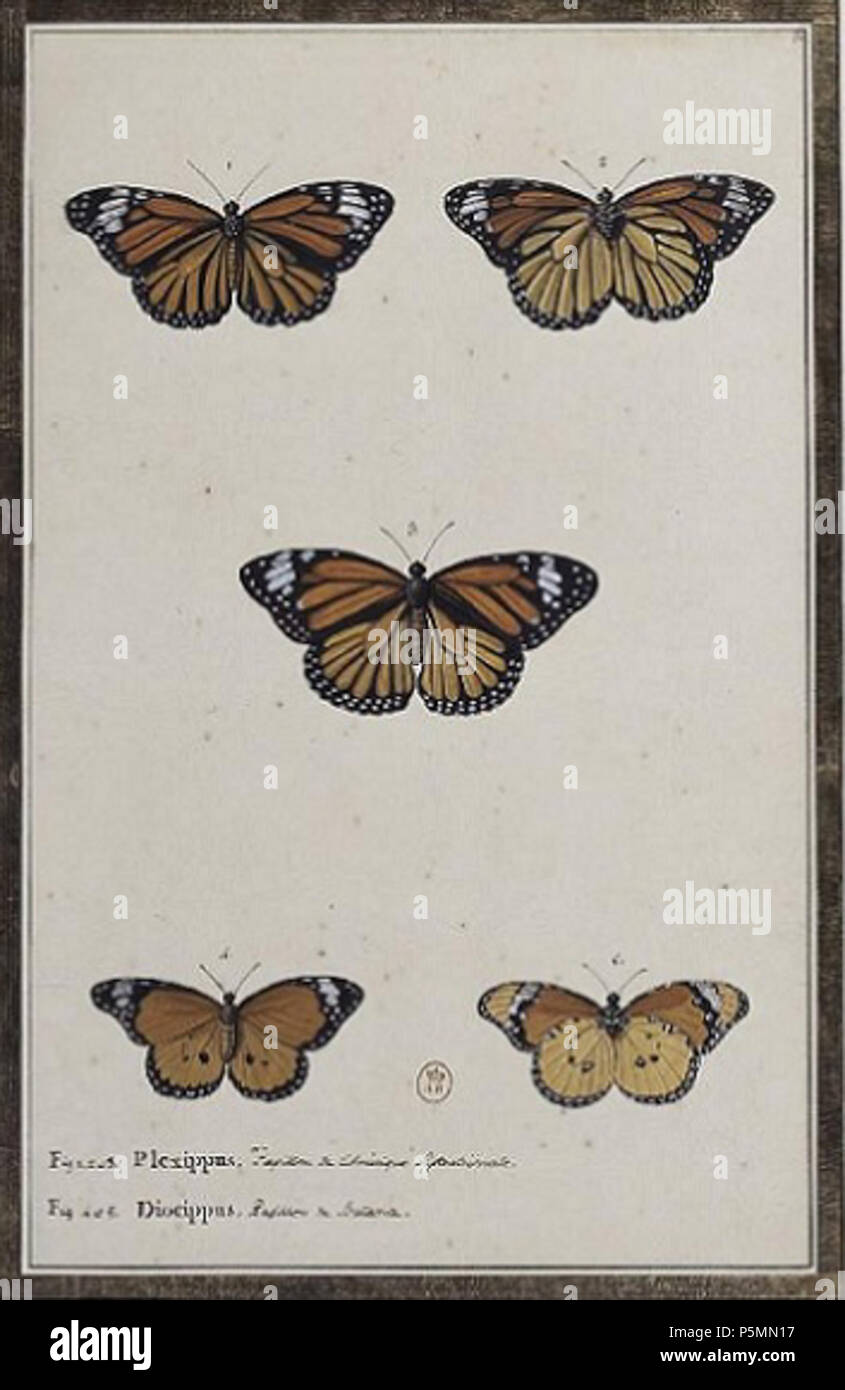 N/A. Français : Deux papillons, par Claude Aubriet (1665-1742) English: Two butterflies, by Claude Aubriet (1665-1742) . 18th century. Claude Aubriet (1665-1742) 149 AubrietPlexippus Stock Photo
