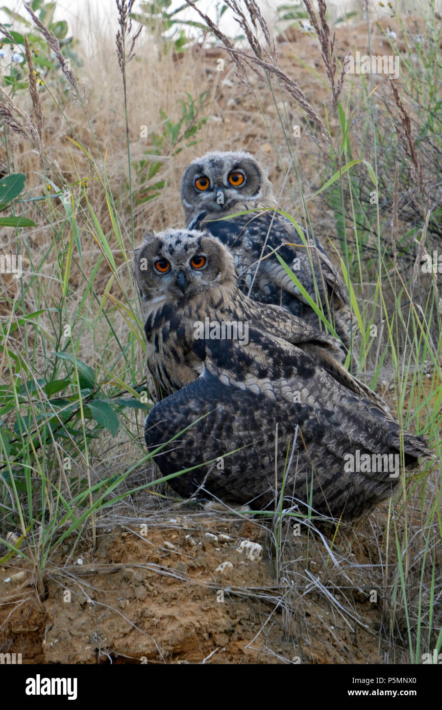 Eurasian Eagle Owls / Europaeische Uhus ( Bubo bubo ), young fledgelings, sitting in the slope of a gravel pit, watching directly, cute, funny, wildif Stock Photo