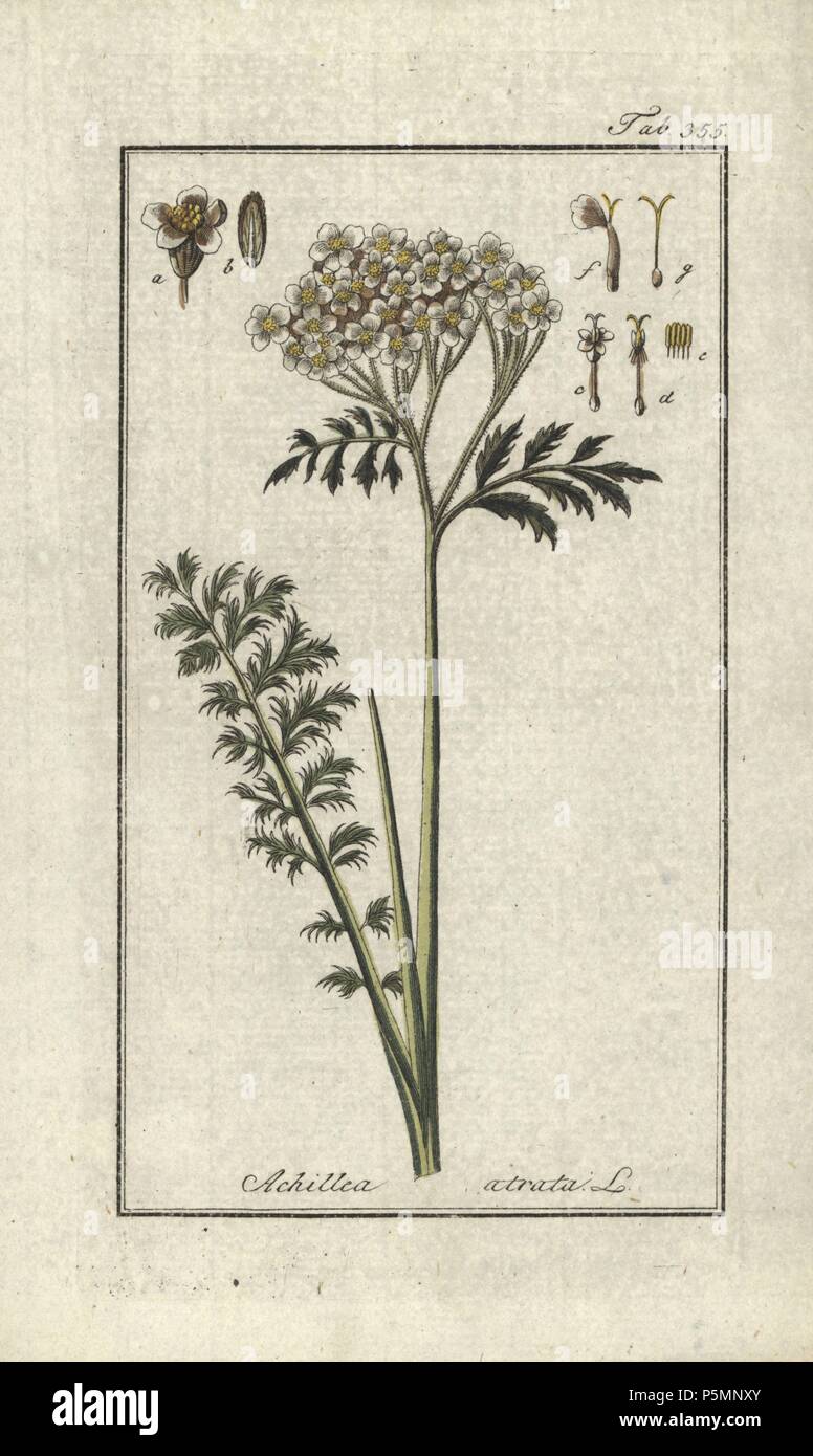 Black yarrow, Achillea atrata. Handcoloured copperplate botanical engraving from Johannes Zorn's 'Afbeelding der Artseny-Gewassen,' Jan Christiaan Sepp, Amsterdam, 1796. Zorn first published his illustrated medical botany in Nurnberg in 1780 with 500 plates, and a Dutch edition followed in 1796 published by J.C. Sepp with an additional 100 plates. Zorn (1739-1799) was a German pharmacist and botanist who collected medical plants from all over Europe for his 'Icones plantarum medicinalium' for apothecaries and doctors. Stock Photo