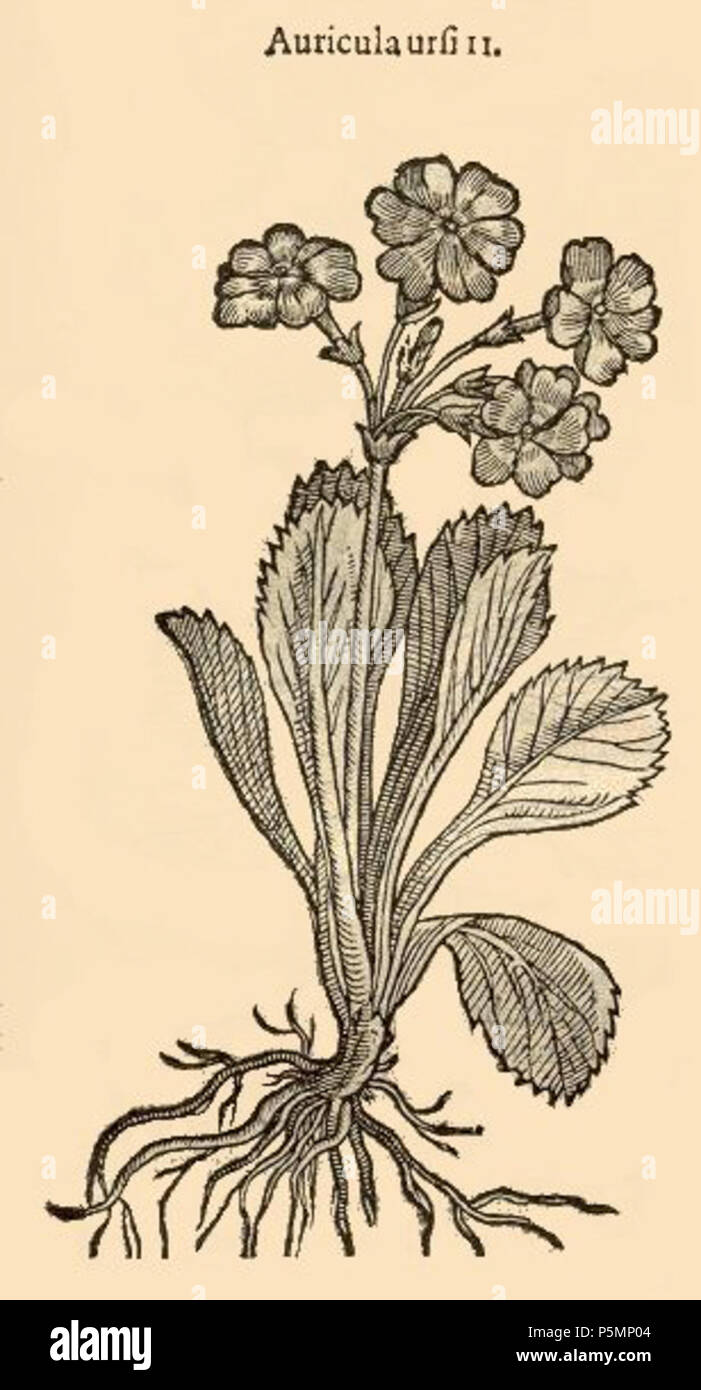 N/A. Deutsch: Illustration of Primula x pubescens Jacq. under the name Auricula ursi II . 1601. Carolus Clusius 152 Auricula Ursi 2 Stock Photo