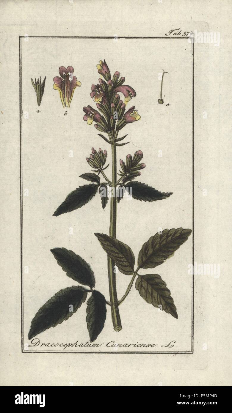 Canary balm of Gilead, Cedronella canariensis. Handcoloured copperplate botanical engraving from Johannes Zorn's "Afbeelding der Artseny-Gewassen," Jan Christiaan Sepp, Amsterdam, 1796. Zorn first published his illustrated medical botany in Nurnberg in 1780 with 500 plates, and a Dutch edition followed in 1796 published by J.C. Sepp with an additional 100 plates. Zorn (1739-1799) was a German pharmacist and botanist who collected medical plants from all over Europe for his "Icones plantarum medicinalium" for apothecaries and doctors. Stock Photo