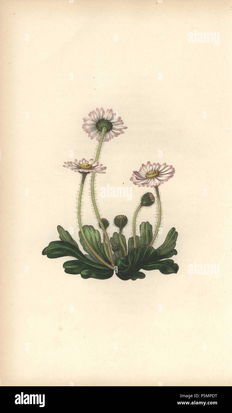 Daisy, Bellis perennis. Handcoloured botanical illustration drawn and engraved by William Clark from Rebecca Hey's 'Moral of Flowers,' London, Longman, Rees, 1833. Mrs. Rebecca Hey was a Victorian writer, poet and artist who wrote 'Spirit of the Woods' 1837 and 'Recollections of the Lakes' 1841. William Clark was former draughtsman to the London Horticultural Society and illustrated many botanical books in the 1820s and 1830s. Stock Photo