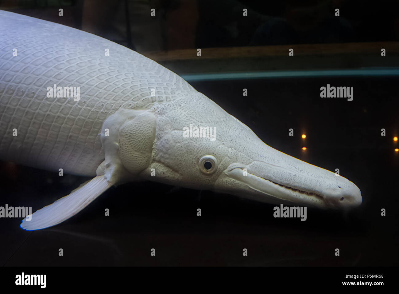 Albino alligator gar fish in aquarium Stock Photo