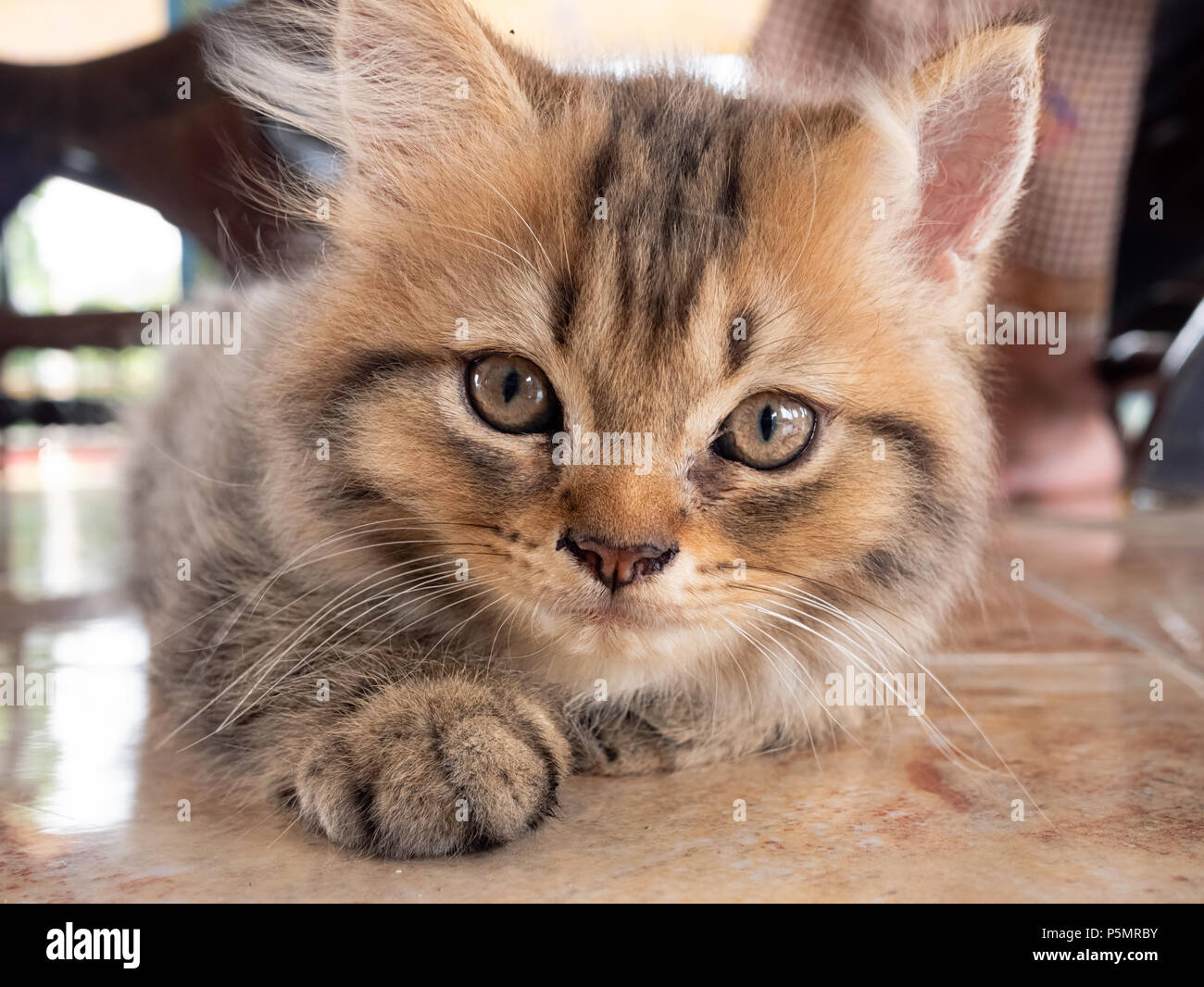 Portrait of beautiful kitty cat Stock Photo - Alamy