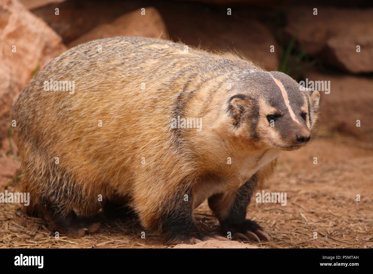 American badger closeup Stock Photo Alamy