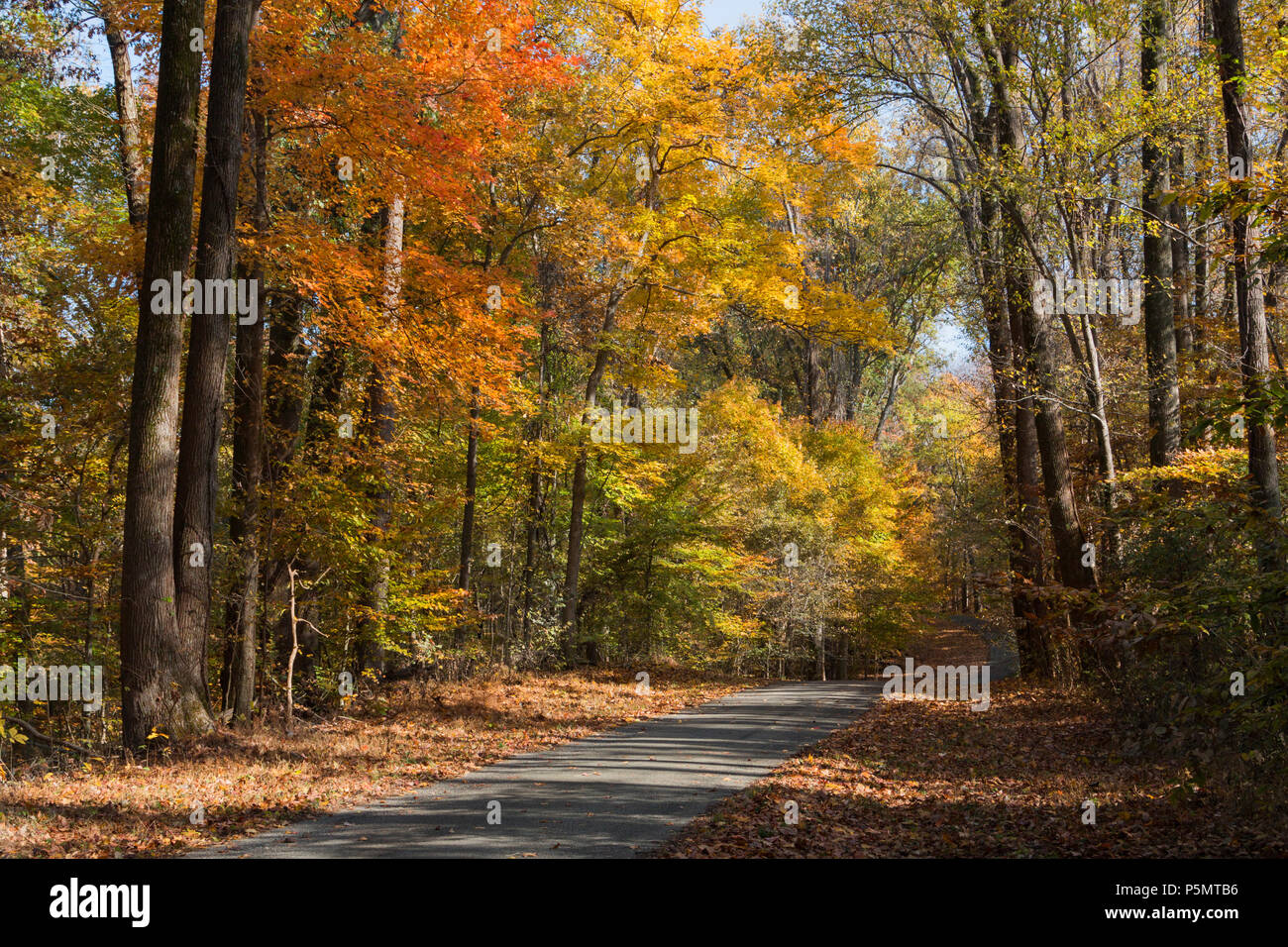 Shelby Forest, Memphis, TN Stock Photo