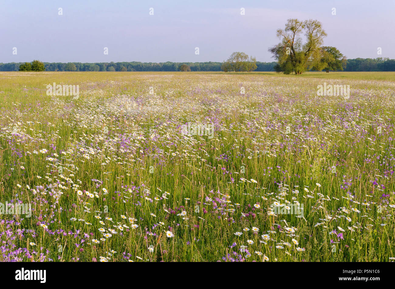 beautiful field in the countryside filled with blooming spring flowers Stock Photo
