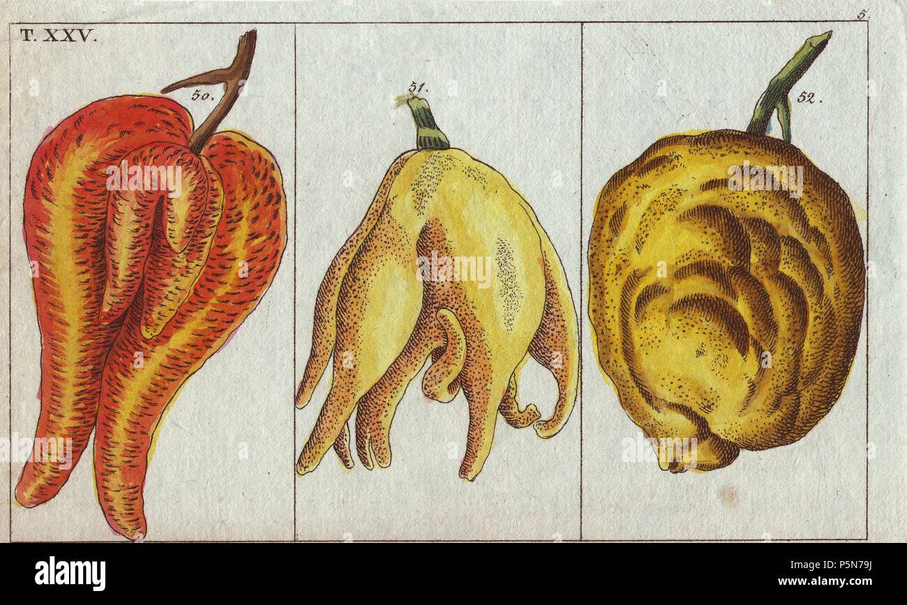 Varieties of oranges, misshapen and bulbous forms.. . Citrus aurantium. . Handcolored copperplate engraving from G. T. Wilhelm's 'Unterhaltungen aus der Naturgeschichte' (Encyclopedia of Natural History) 1820. Gottlieb Tobias Wilhelm (1758-1811) was a Bavarian clergyman and naturalist in Augsburg, where the first edition was published. Stock Photo