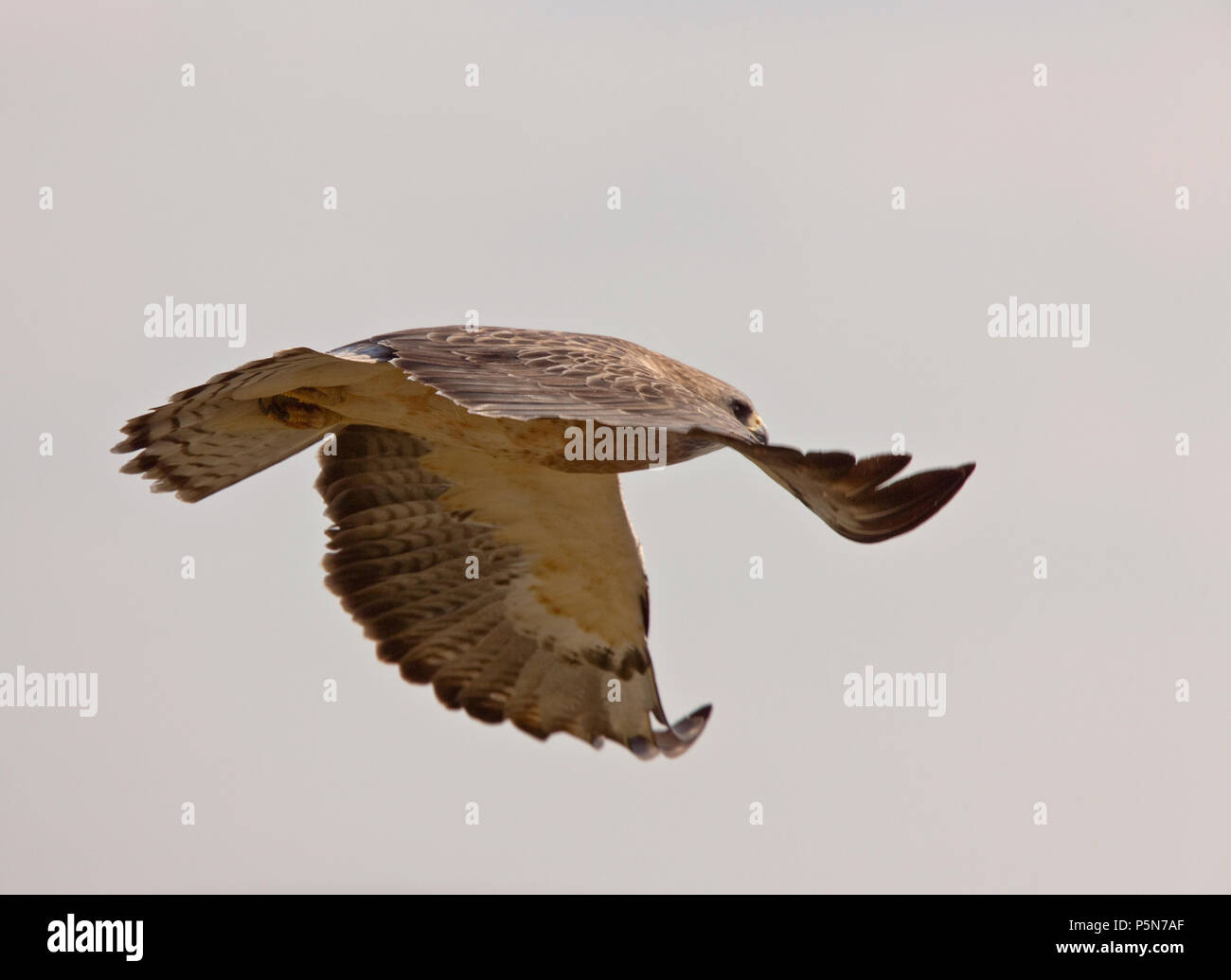 Swainson Hawk Prairie in Saskatchewan Canada n Flight Stock Photo - Alamy