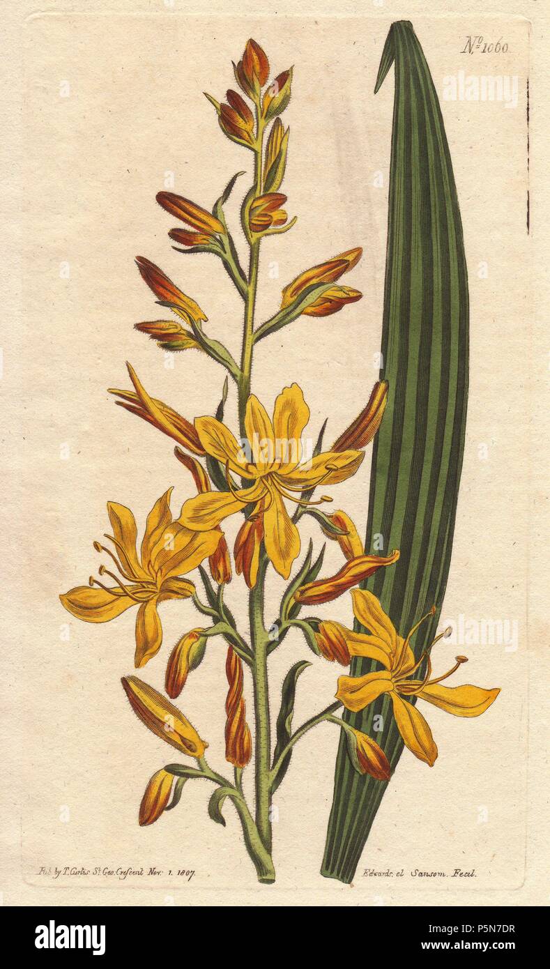 Tall-flowering wachendorfia with yellow and orange spiked flowers. A native of South Africa.. . Wachendorfia thyrsiflora. . Handcolored copperplate engraving from a botanical illustration by Sydenham Edwards from William Curtis's 'Botanical Magazine' 1790-1800. Stock Photo