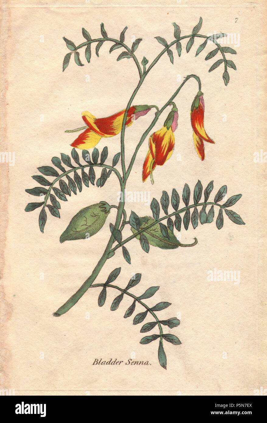 Bladder senna, Colutea frutescens, with bright orange and yellow flowers, vivid green small pinnately compound leaves, and two large green bladders (seed pods) in the center. The whole flower shown spreading dynamically across the page. . Illustration by Henrietta Moriarty from 'Fifty Plates of Greenhouse Plants' (1807), a re-issue of her own 'Viridarium' (1806), with handcoloured copperplate engravings. Moriarty was a colonel's widow who turned to writing novels and illustrating botanical books to support her four children. Stock Photo
