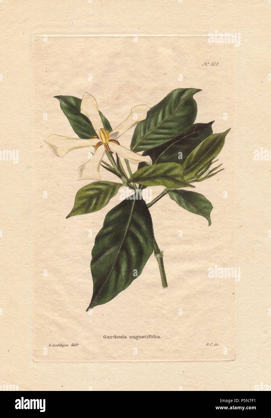 Gardenia angustifolia. . White gardenia with narrow flowers and dark green foliage. 'It is a native of India and we believe was first sent home by the late Dr. Roxburgh to Sir Abraham Hume.' Named for Dr. Alexander Garden (17301791), a Scottish physician, naturalist and zoologist.. . Drawn by George Loddiges, engraved by G. Cooke. . . Conrad Loddiges and Sons published an illustrated catalogue of the nursery's plants entitled the Botanical Cabinet. The monthly magazine featured 10 hand-coloured illustrations and ran from 1817 to 1833 to total 2,000 plates. The publication introduced many exqu Stock Photo