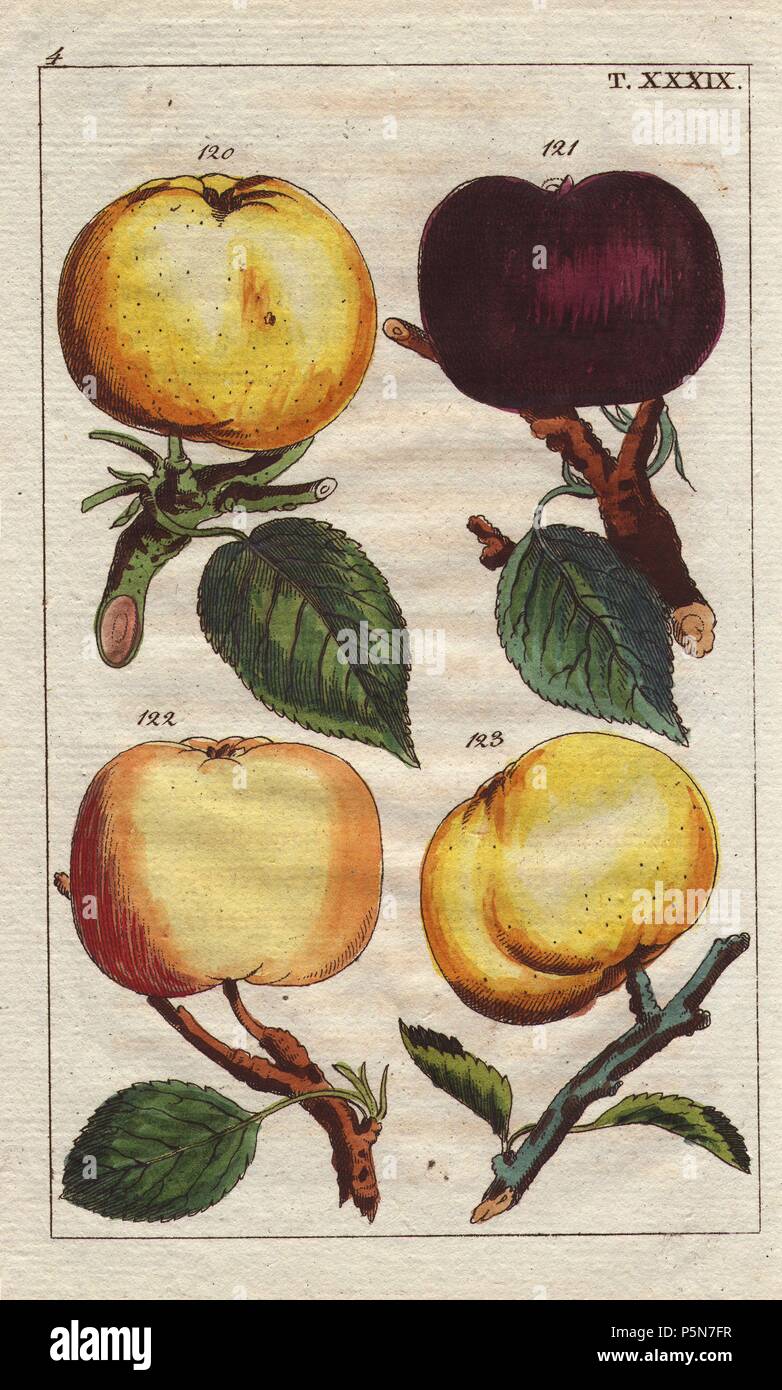 Apple varieties, Malus domestica: yellow reinette, black Borsdorfer, winter Borsdorfer, and golden pippin. Handcolored copperplate engraving of a botanical illustration from G. T. Wilhelm's 'Unterhaltungen aus der Naturgeschichte' (Encyclopedia of Natural History), Vienna, 1816. Gottlieb Tobias Wilhelm (1758-1811) was a Bavarian clergyman and naturalist in Augsburg, where the first edition was published. Stock Photo
