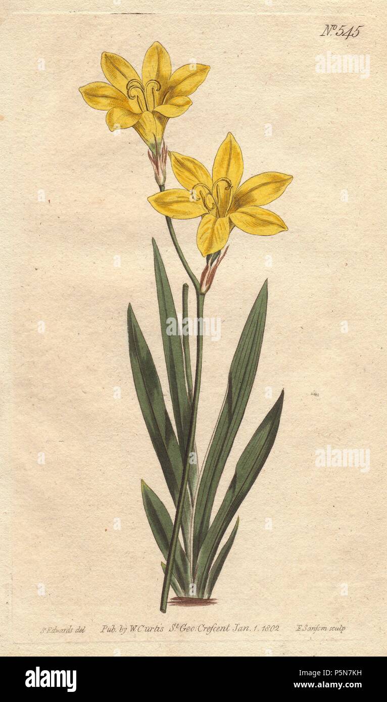 Sulphur-colored ixia with bright lemon yellow flowers.. . Ixia bulbifera. . Handcolored copperplate engraving from a botanical illustration by Sydenham Edwards from William Curtis's 'Botanical Magazine' 1802. Stock Photo