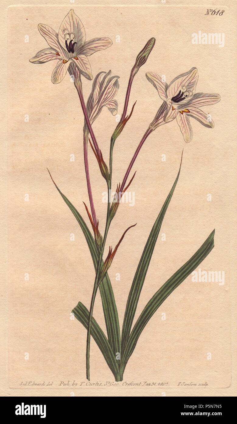 Long-tubed tritonia with pink stems and pink veined white flowers.. . Tritonia capensis. . Handcolored copperplate engraving from a botanical illustration by Sydenham Edwards from William Curtis's 'Botanical Magazine' 1802. Stock Photo