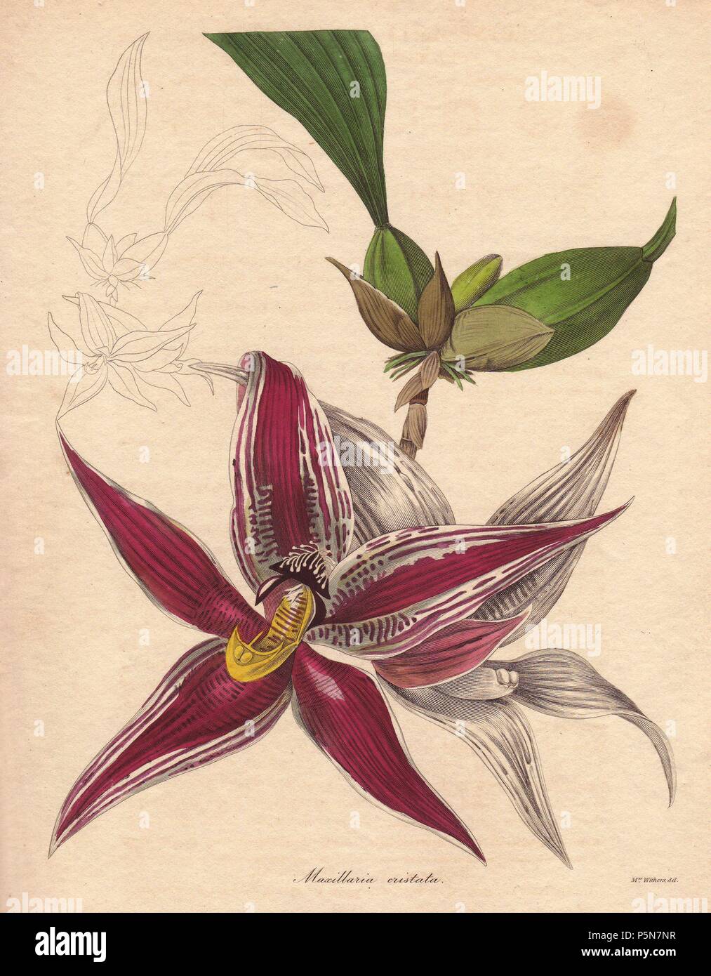 Paphinia (Maxillaria) cristata is a species of orchid endemic to northern South America. One to three pendant inflorescences bear large, crimson and white-striped, star-shaped flowers. . . Augusta Innes Withers (17931877): Augusta Baker, a clergyman's daughter, lived and worked in London all her life. She married an accountant, Theodore Withers, 20 years her senior, and gave lessons in flower painting. She became Flower Painter in Ordinary to Queen Adelaide. During the 1830s and 40s, she drew for books and magazines such as Lindley's Pomological Magazine, Curtis's Botanical Magazine, and Tran Stock Photo