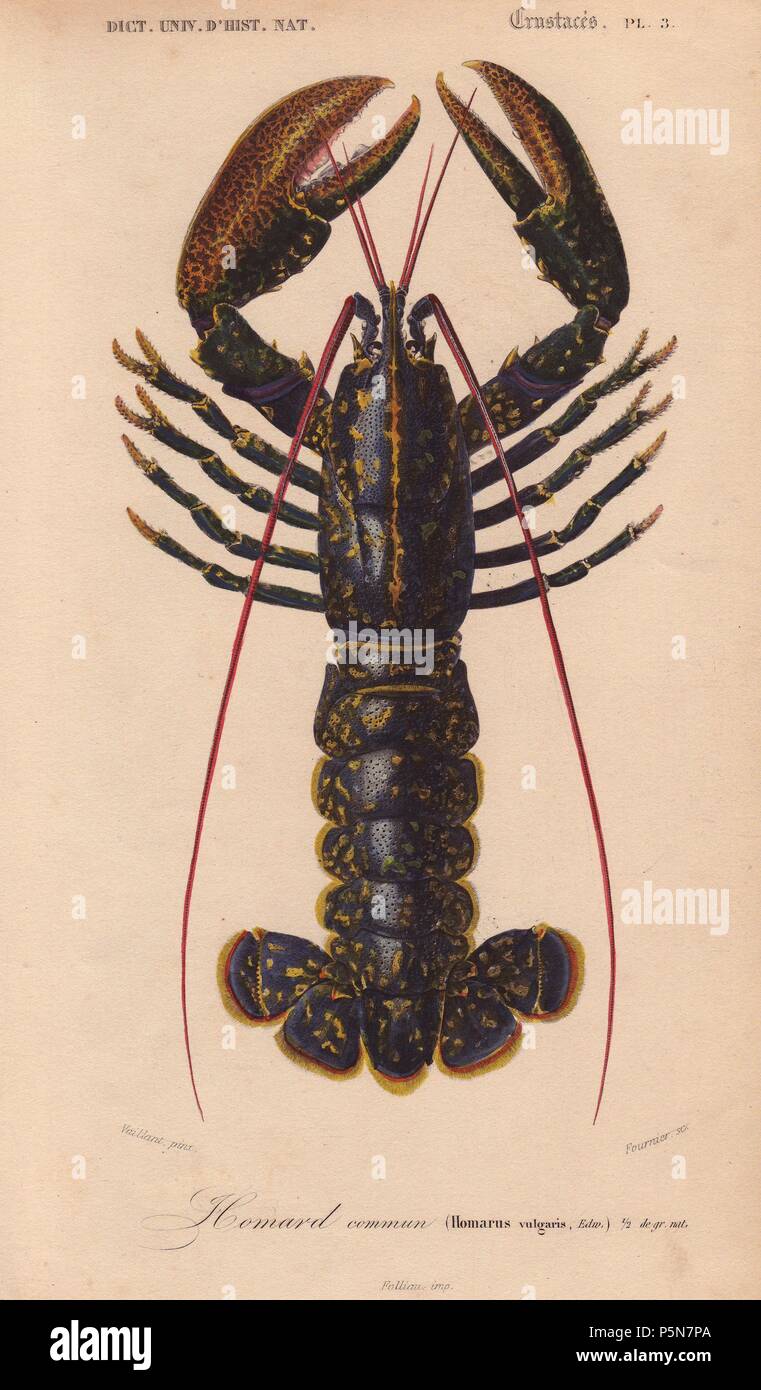 Blue lobster (Homarus vulgaris). . Handcolored engraving by Pretre from Charles d'Orbigny's 'Dictionnaire Universel d'Histoire Naturelle' (Universal Dictionary of Natural History) 1849. Charles d'Orbigny (180676) was a French naturalist. His father Charles Marie was a doctor in the French army and his elder brother Alcide was a famous naturalist and paleontologist. Charles started his studies at La Rochelle then left to study medicine in Paris. In 1834, he won an appointment in the geology department at the National Museum of Natural History. From 1837 to 1864 he headed the department of natu Stock Photo