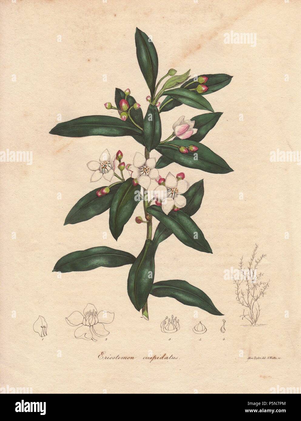 Eriostemon cuspidatum. . White flowered eriostemon cuspidatum from Australia.. . Benjamin Maund's The Botanist was a five-volume series that introduced 250 new plants from 1836 to 1842. The series is notable for its many female artists: the plates were drawn by Maund's daughters Sarah and Eliza, Augusta Withers, Priscilla Bury, Jane Taylor, Miss R. Mills among others. The other characteristic is partial colouring - many of the finely detailed copperplate engravings are left with part of the flower and leaves uncoloured. Stock Photo