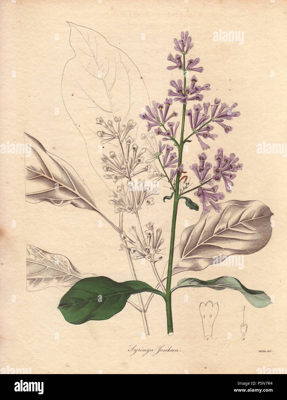 Syringa josikaea (Hungarian Lilac) is a species of lilac, native to central and eastern Europe. . Miss R. Mills (active 1836~1842) was also the main illustrator for Knowles and Westcott’s The Floral Cabinet (1837-1842). . Benjamin Maund's The Botanist was a five-volume series that introduced 250 new plants from 1836 to 1842. The series is notable for its many female artists: the plates were drawn by Maund's daughters Sarah and Eliza, Augusta Withers, Priscilla Bury, Jane Taylor, Miss R. Mills among others. The other characteristic is partial colouring - many of the finely detailed copperplate  Stock Photo